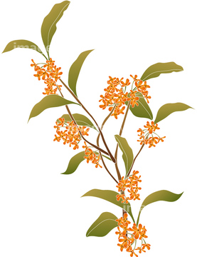 キンモクセイ の画像素材 樹木 花 植物の写真素材ならイメージナビ