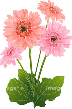 ガーベラ ピンク色 の画像素材 花 植物の写真素材ならイメージナビ