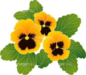 スミレ の画像素材 花 植物 イラスト Cgの写真素材ならイメージナビ