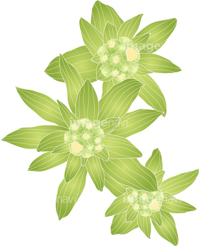 野菜 山菜 ロイヤリティフリー ベクター の画像素材 その他植物 花 植物のイラスト素材ならイメージナビ