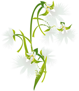 サギソウ の画像素材 花 植物の写真素材ならイメージナビ