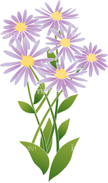 野菊 の画像素材 花 植物の写真素材ならイメージナビ
