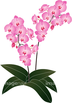 胡蝶蘭 イラスト の画像素材 花 植物 イラスト Cgのイラスト素材ならイメージナビ