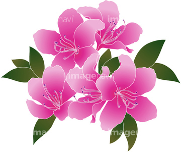花 イラスト ツツジ ベクター の画像素材 花 植物 イラスト Cgのイラスト素材ならイメージナビ