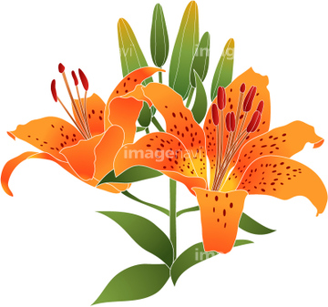 画像素材 花 植物 イラスト Cgの写真素材ならイメージナビ 画像素材 花 植物 イラスト Cgの写真素材ならイメージナビ