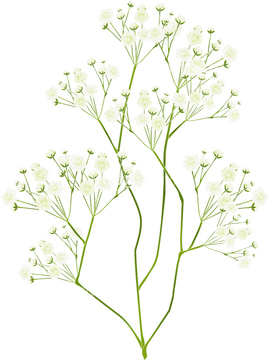 カスミソウ 白色 の画像素材 花 植物の写真素材ならイメージナビ