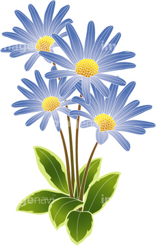ブルーデージー の画像素材 花 植物の写真素材ならイメージナビ