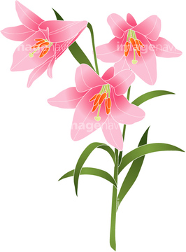 ユリ ユリの近縁 の画像素材 花 植物の写真素材ならイメージナビ