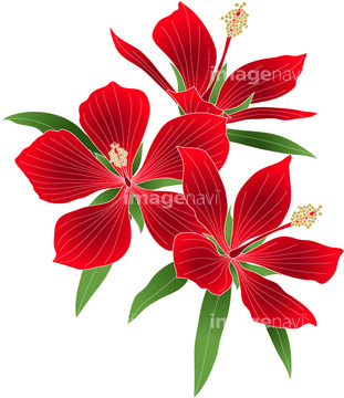 モミジアオイ の画像素材 花 植物の写真素材ならイメージナビ
