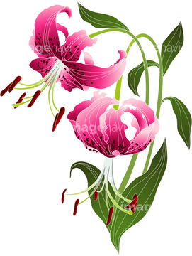 ユリ カノコユリ の画像素材 花 植物の写真素材ならイメージナビ
