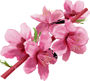 桃の花 の画像素材 健康管理 ライフスタイルの写真素材ならイメージナビ