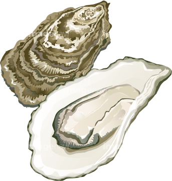 貝 イラスト 牡蠣 二枚貝 の画像素材 食べ物 飲み物 イラスト