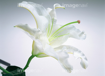 カサブランカ ユリ 1本 の画像素材 花 植物の写真素材ならイメージナビ