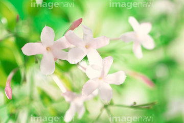 ジャスミン 花 の画像素材 その他植物 花 植物の写真素材ならイメージナビ