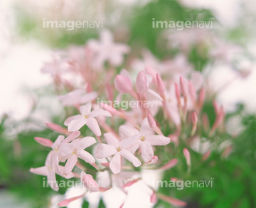 ジャスミン 花 ピンク色 の画像素材 その他植物 花 植物の写真素材ならイメージナビ
