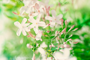 ジャスミン 花 ピンク色 の画像素材 その他植物 花 植物の写真素材ならイメージナビ