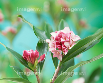 沈丁花 の画像素材 葉 花 植物の写真素材ならイメージナビ