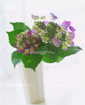 生け花 フラワーアレンジメント 梅雨 アジサイ の画像素材 花 植物の写真素材ならイメージナビ