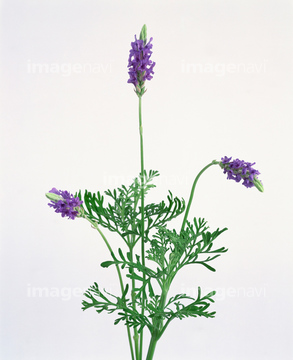 レースラベンダー の画像素材 その他植物 花 植物の写真素材ならイメージナビ
