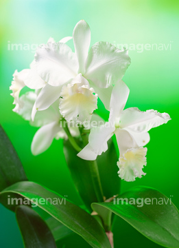 カトレア の画像素材 花 植物の写真素材ならイメージナビ