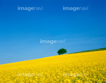 花 植物 花 花畑 ヨーロッパ フランス の画像素材 写真素材ならイメージナビ