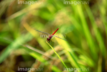 赤トンボ の画像素材 虫 昆虫 生き物の写真素材ならイメージナビ