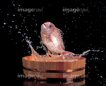 魚 跳ねる ジャンプ 動作 いきいき の画像素材 生き物 イラスト Cgの写真素材ならイメージナビ