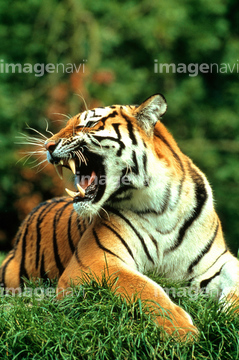 生き物 陸の動物 ライオン トラ 吠える の画像素材 写真素材ならイメージナビ