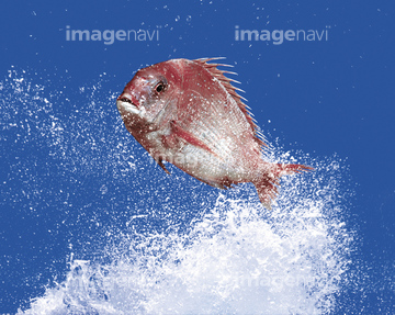 鯛 跳ねる の画像素材 魚介 食べ物の写真素材ならイメージナビ