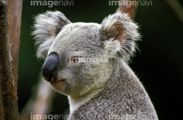 生き物 陸の動物 コアラ カンガルー 横顔 の画像素材 写真素材ならイメージナビ