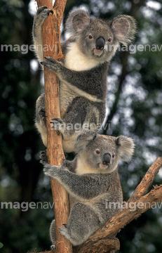 生き物 陸の動物 コアラ カンガルー 全身 2匹 の画像素材 写真素材ならイメージナビ