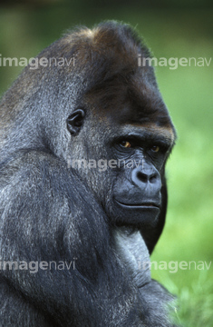 ヒガシローランドゴリラ の画像素材 陸の動物 生き物の写真素材ならイメージナビ