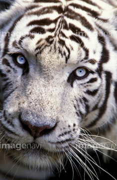 ホワイトタイガー の画像素材 陸の動物 生き物の写真素材ならイメージナビ