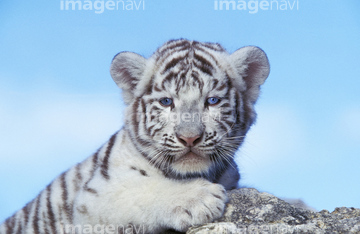 トラ 顔 かわいい の画像素材 陸の動物 生き物の写真素材ならイメージナビ