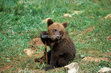 小熊 かわいい 平ら の画像素材 陸の動物 生き物の写真素材ならイメージナビ