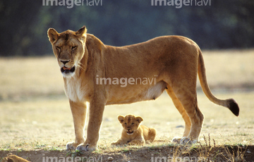 ライオン 親子 立つ 写真 の画像素材 陸の動物 生き物の写真素材ならイメージナビ
