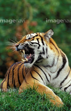 生き物 陸の動物 ライオン トラ 吠える 野生 の画像素材 写真素材ならイメージナビ