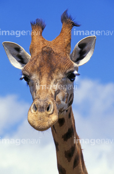 生き物 陸の動物 キリン シマウマ 顔 の画像素材 写真素材ならイメージナビ