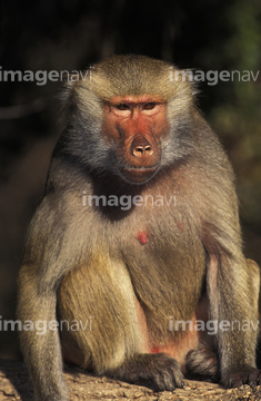 マントヒヒ の画像素材 陸の動物 生き物の写真素材ならイメージナビ