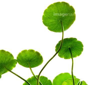 ハスの葉 の画像素材 葉 花 植物の写真素材ならイメージナビ