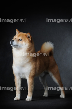 柴犬 全身 の画像素材 ペット 生き物の写真素材ならイメージナビ