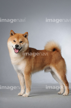 柴犬 全身 の画像素材 ペット 生き物の写真素材ならイメージナビ