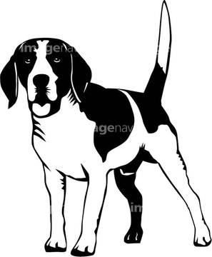 中型犬 イラスト ビーグル イヌ の画像素材 生き物 イラスト Cgのイラスト素材ならイメージナビ