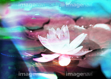 水彩 花 ハスの花 イラスト の画像素材 テーマ イラスト Cgのイラスト素材ならイメージナビ