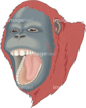 オラウータン イラスト の画像素材 生き物 イラスト Cgのイラスト素材ならイメージナビ