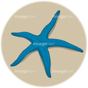 生き物 海の動物 ヒトデ ウニ 魚 の画像素材 写真素材ならイメージナビ