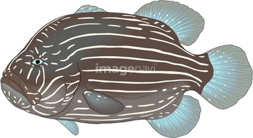 熱帯魚 イラスト ハタ ハタの仲間 の画像素材 季節 人物のイラスト素材ならイメージナビ