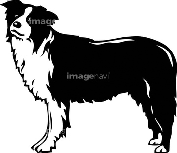 中型犬 イラスト ボーダーコリー の画像素材 生き物 イラスト Cgのイラスト素材ならイメージナビ