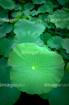 ハスの葉 の画像素材 葉 花 植物の写真素材ならイメージナビ