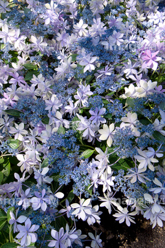 紫陽花 ダンスパーティー アジサイ ロイヤリティフリー の画像素材 花 植物の写真素材ならイメージナビ